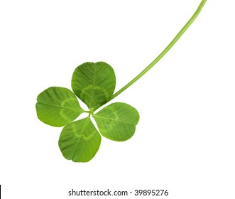 Shamrock Four Leaf Clover Isolated On White