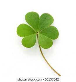 Shamrock,three leaf clover - Shutterstock ID 50137342