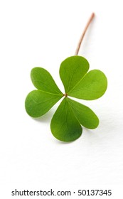 Shamrock,three Leaf Clover