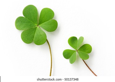 Shamrock,three leaf clover - Shutterstock ID 50137348