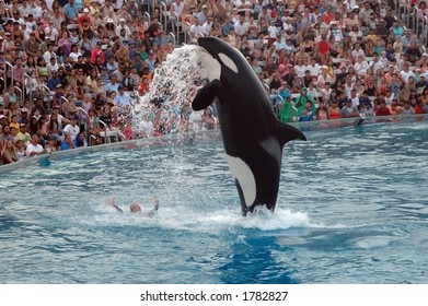 Shamu