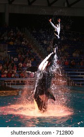 Shamu And Passenger On The Rise