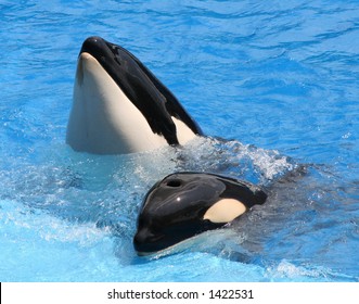 Shamu Show