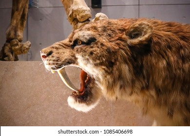 Shanghai, China - April 13 2018, Realistic Life Size Replica Model Of Smilodon Saber Toothed Tiger (or Saber Toothed Cat) At Shanghai Natural History Museum.
