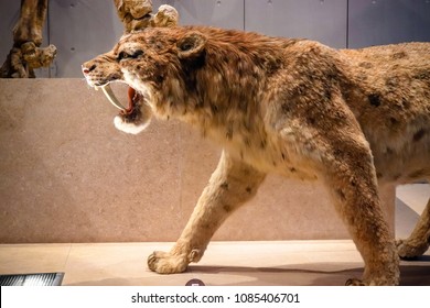 smilodon size