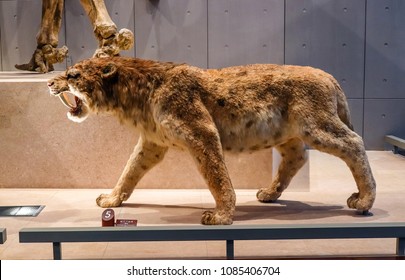 Shanghai, China - April 13 2018, Realistic Life Size Replica Model Of Smilodon Saber Toothed Tiger (or Saber Toothed Cat) At Shanghai Natural History Museum.
