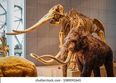 Shanghai, China - April 13 2018, Realistic Life Size Replica Model Of Woolly Mammoth With Skeleton Fossil At Shanghai Natural History Museum.