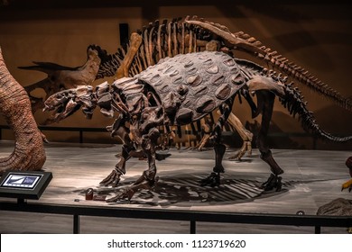 ankylosaurus skeleton museum