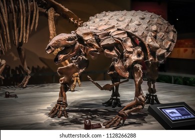 ankylosaurus full fossil