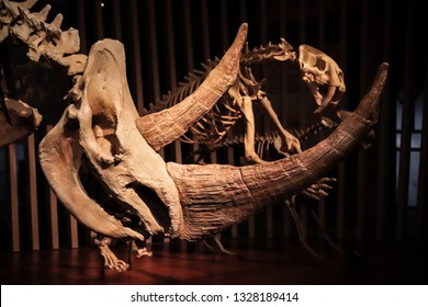 Shanghai, China - April 15 2018, Fossil of woolly rhinoceros (Coelodonta antiquitatis) at Shanghai Natural History Museum. Woolly rhinoceros extinct during last glacial period around 10,000 years ago.