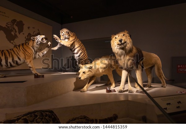 Shanghai\
/China - April 28,2019 : Tigers and Lions taxidermy were shown in\
the Shanghai Natural History Museum. It\'s one of the largest\
museums of natural sciences in Shanghai,\
China.