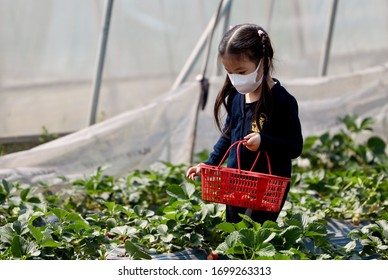 Shanghai / China - Circa Apr 2020: Little Girl Wearing Mask Picking Strawberries At Strawberry Farm During Covid-19 Period.  