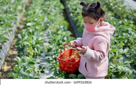 Shanghai / China - Circa Apr 2020: Little Girl Wearing Mask Picking Strawberries At A Strawberry Farm During Covid-19 Period. 