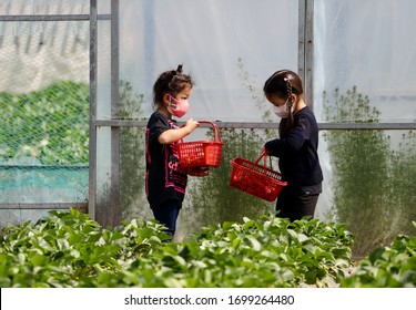 Shanghai / China - Circa Apr 2020: Little Girls Wearing Mask Picking Strawberries At Strawberry Farm During Covid-19 Period.