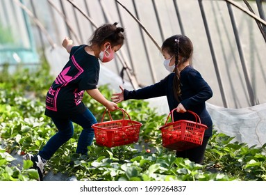 Shanghai / China - Circa Apr 2020: Little Girl Wearing Mask Picking Strawberries At A Strawberry Farm During Covid-19 Period. 