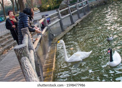 Shanghai China Dec 16th 2019: Tourists are feeding tundra swan (Cygnus columbianus)  in swan lake of Shanghai Zoological Park. Such feeding actually is not good to animal welfare and health.   - Shutterstock ID 1598477986