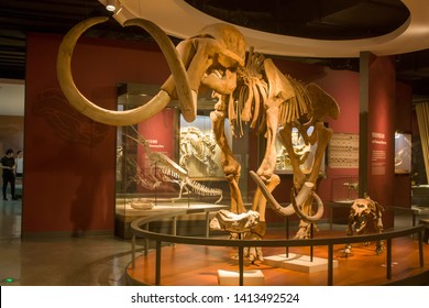 Shanghai China Jun 2nd 2017: A  Wooly Mammoth Skeleton In Shanghai Natural History Museum.
It Is An Extinct Species Of Mammoth That Lived During The Pleistocene