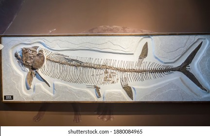 6,718 Fish skeletons Stock Photos, Images & Photography | Shutterstock