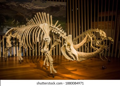 Shanghai China Jun 2nd 2017: The Fossil In Shanghai Natural History Museum: Woolly Rhinoceros (Coelodonta Antiquitatis), Saber-toothed Tiger (Smilodon Fatalis) And Spotted Hyena (Crocuta Crocuta).