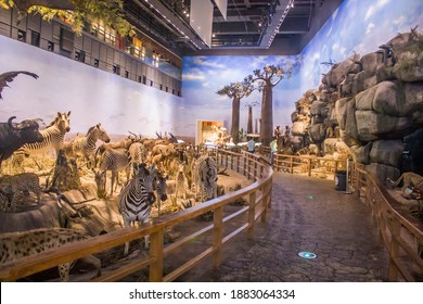 316 Shanghai natural history museum Stock Photos, Images & Photography ...