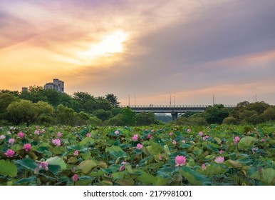 Shanjia Lotus Pond By Dahan River In New Taipei City, Taiwan