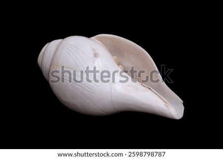 Shankh (Conch shell) ,a wind instrument and a symbol of purity and divine protection and used in religious rituals in Hindus.