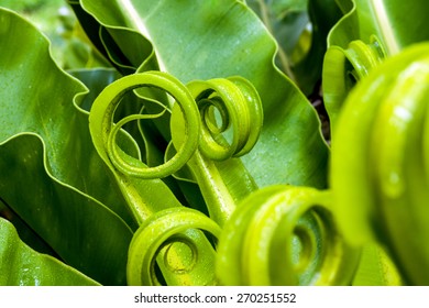 shape of Bird's nest fern leaf