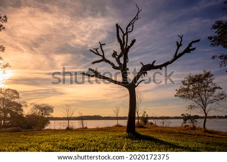 Shape of a dry tree in a green meadow with  little plants and trees and the Uruguay River in the background. Santa Ana, Entre Ríos, Agentina