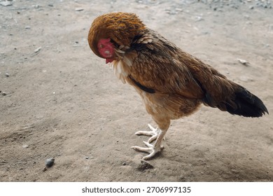 the shape of a hen