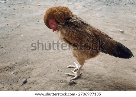 the shape of a hen