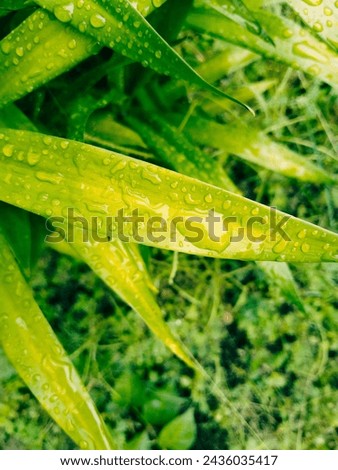 The shape of the pandan leaves is green and yellow and there are splashes of rain water sticking to the leaves and it is also beautiful as a background