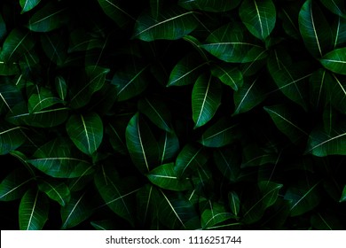 Shape and pattern of freshness green leaves for the natural background and wallpaper - Shutterstock ID 1116251744