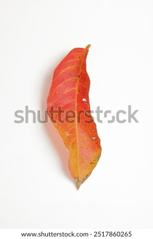 The shape and pattern of the red, hollow leaves are isolated on a white background. Closed up abstract shapes, patterns and textures of leaves for graphic design