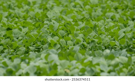 Shape, pattern and texture of a collection of cabbage seed leaves. Natural pattern and texture background for graphic design. Agricultural industry concept