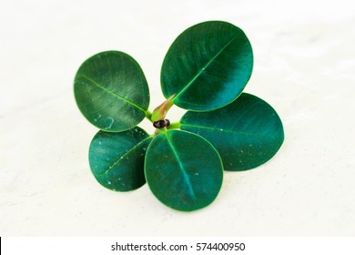 Shape Rounded Leaves Green Circle 260nw 574400950 