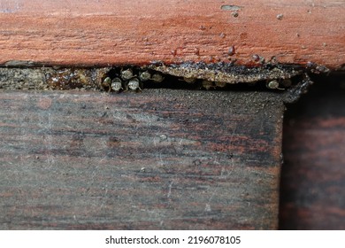 The Shape Of A Small Beehive