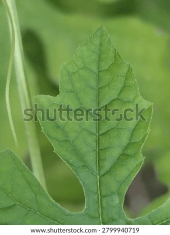 Shape and Structure
Lobed Structure: The leaf is deeply palmately lobed. The image focuses on a single prominent central lobe that tapers to a sharp point (acuminate tip).
Marginal Teeth: The edges (margins) of the leaf are distinctly serrated or dentate, featuring small, sharp teeth-like points.
Venation: It displays a prominent, light-green central vein (midrib) running straight up the middle, with a clear, web-like network of secondary veins branching out across the surface (reticulate venation).
Surface and Texture
Pubescence: If you look closely at the edges and the surface, the leaf is covered in tiny, fine white hairs (trichomes). This gives it a slightly rough or fuzzy texture typical of climbing vines.
Coloring: The leaf is a vibrant, healthy green. However, there is some faint, mottled light-green or yellowish discoloration between the veins (interveinal chlorosis), which can sometimes indicate early nutrient shifts or standard weathering.
Background Elements
Tendril: On the left side of the frame, a thin, curly, light-green tendril is visible. This is a specialized stem used by climbing plants to wrap around supports and climb.
