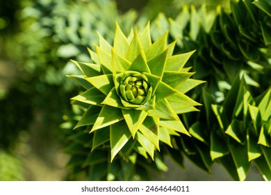The shape of the tip of a monkey puzzle tree branch with many thorns.
