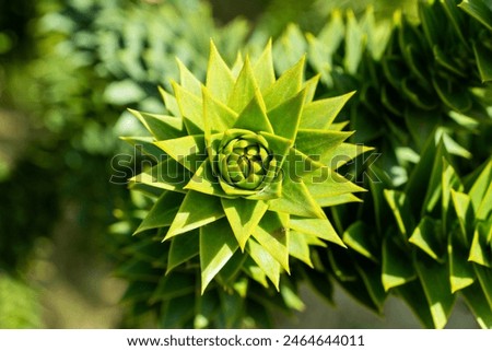 The shape of the tip of a monkey puzzle tree branch with many thorns.