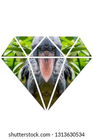 Shape Your Photos In The Form Of A Diamond. The Image Is African Shrew (Balaeniceps Rex).
