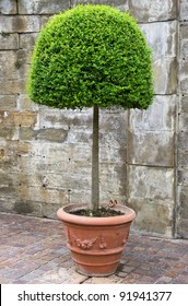 Shaped Box Tree In Pot. Boxwood