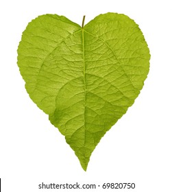 Shaped Green Leaf Heart Shape Isolated On White