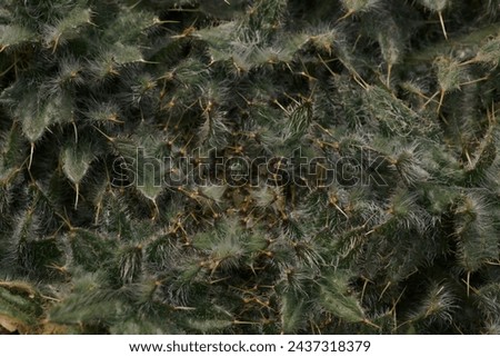 The shapes and textures of a thorny plant; macro photo of a dwarf thistle or stemless thistle; Cirsium Acaule