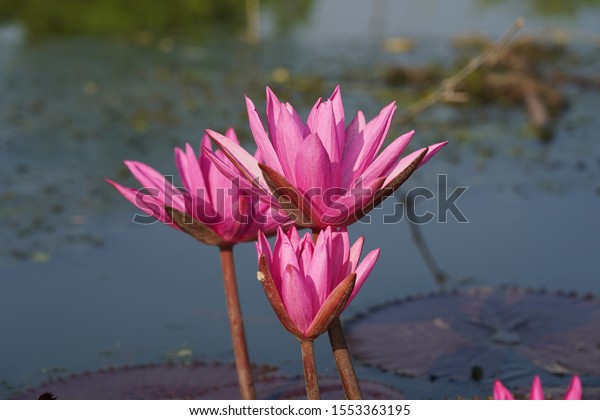 Shapla Water Lily National Flower Bangladesh Stock Photo 1553363195 ...