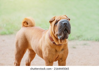 Shar Pei dog breed walking in park. Unusual and funny adorable pet from China. Adorable muzzle with numerous wrinkles and saliva secretions - Shutterstock ID 2164445065