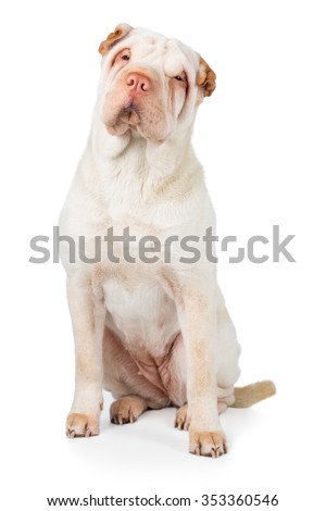 Shar Pei Dog Breed Dog White Stock Photo (Edit Now) 353360546