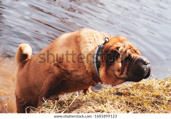 Shar Biri Hund Amusiert Sich Im Stockfoto Jetzt Bearbeiten