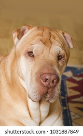 Shar Pei Dog Looks Unimpressed