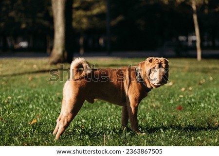 Shar Pei dog in the park.