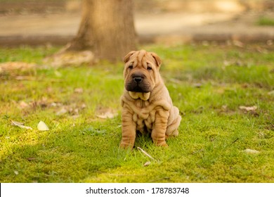 Shar Pei - Dog Puppy